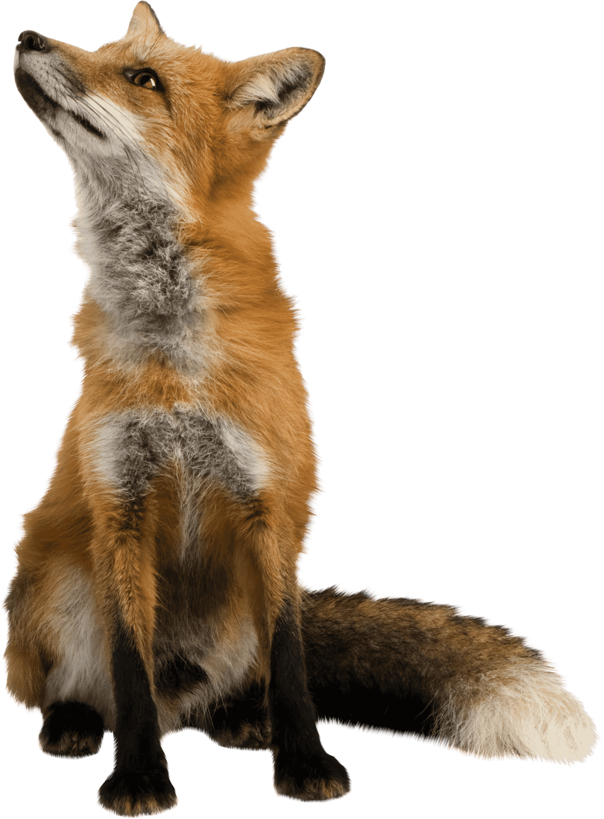 Млекопитающие